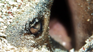 Eye of a chupare stingray or Caribbean whiptail stingray,... by Brad Ryon 